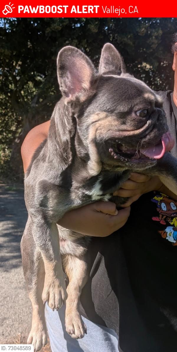 Lost Male Dog last seen Sacramento st and redwood vallejo ca, Vallejo, CA 94590