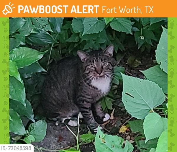 Found/Stray Unknown Cat last seen Bellaire drive and Overton Park West, Fort Worth, TX 76109