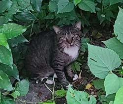 Found/Stray Unknown Cat last seen Bellaire drive and Overton Park West, Fort Worth, TX 76109