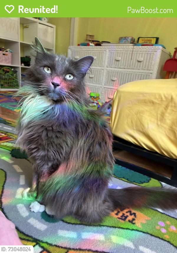 Reunited Male Cat last seen S K St & S 35th St, Tacoma, WA 98418