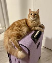 Reunited Male Cat last seen Hīhīmanu st. Waimanalo Beach, Waimanalo Beach, HI 96795