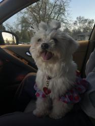 Lost Female Dog last seen Near Trevor circle, Rockford, IL 61109