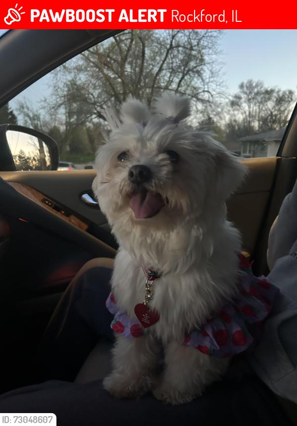 Lost Female Dog last seen Near Trevor circle, Rockford, IL 61109