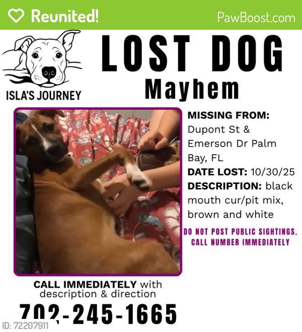 Reunited Female Dog last seen Hawthorne Ln & Emerson Drive, Palm Bay, FL 32907