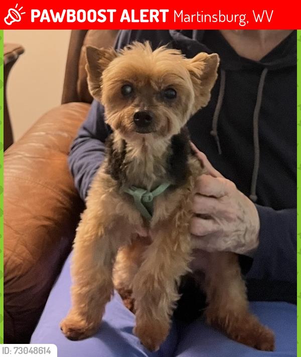 Lost Female Dog last seen Led Trace Neighborhood between Smithfield and 40/4/, Martinsburg, WV 25403