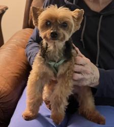 Lost Female Dog last seen Led Trace Neighborhood between Smithfield and 40/4/, Martinsburg, WV 25403