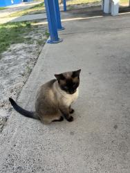 Found/Stray Unknown Cat last seen Lions Park near entrance, inside first tables on right, Mission, TX 78572