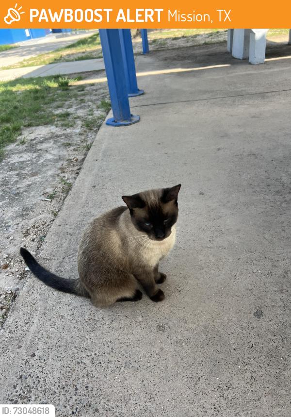 Found/Stray Unknown Cat last seen Lions Park near entrance, inside first tables on right, Mission, TX 78572