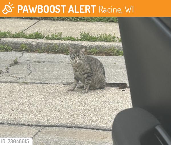 Found/Stray Female Cat last seen Near forest st racine WI 53404 United States, Racine, WI 53404