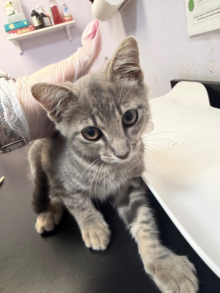 Shelter Stray Male Cat last seen Bexar County, 3353 Morningside Dr, New Braunfels, TX 78132, USA
