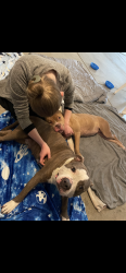 Found/Stray Female Dog last seen Near Southport rd, Indianapolis, IN 46204