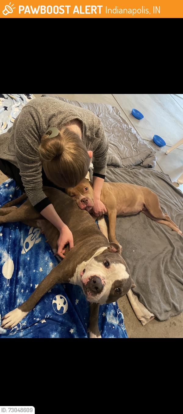 Found/Stray Female Dog last seen Near Southport rd, Indianapolis, IN 46204