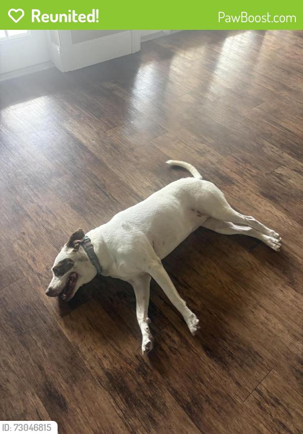 Reunited Female Dog last seen Overlook at Hamlin HOA, Winter Garden, FL 34787