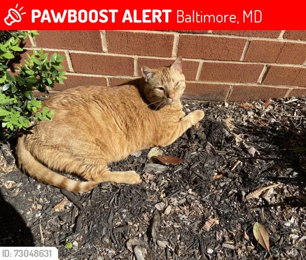 Lost Male Cat last seen Medfield Avenue, Baltimore, MD 21211