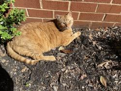 Lost Male Cat last seen Medfield Avenue, Baltimore, MD 21211