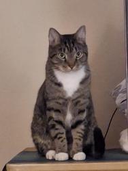 Lost Male Cat last seen Edgemont / Liberty Valley Subdivision, Greensboro, NC 27406