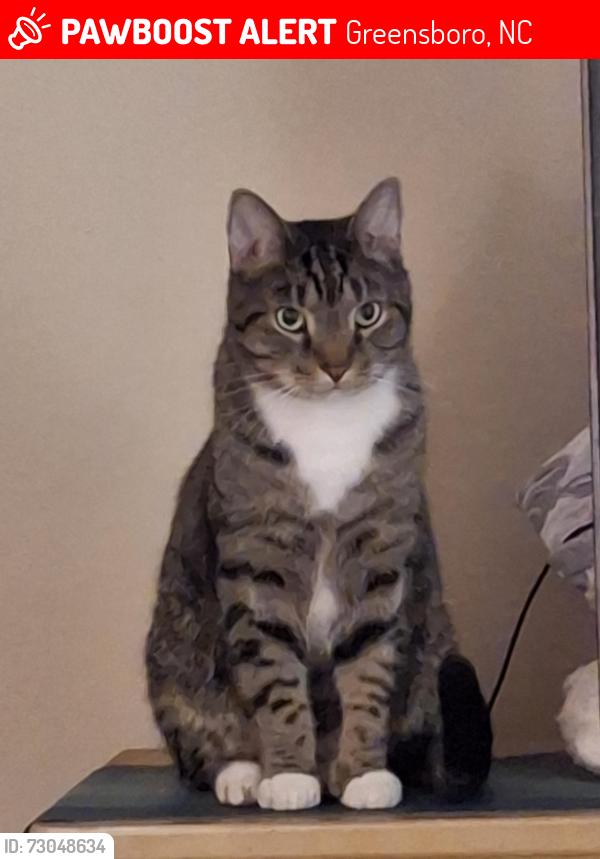 Lost Male Cat last seen Edgemont / Liberty Valley Subdivision, Greensboro, NC 27406