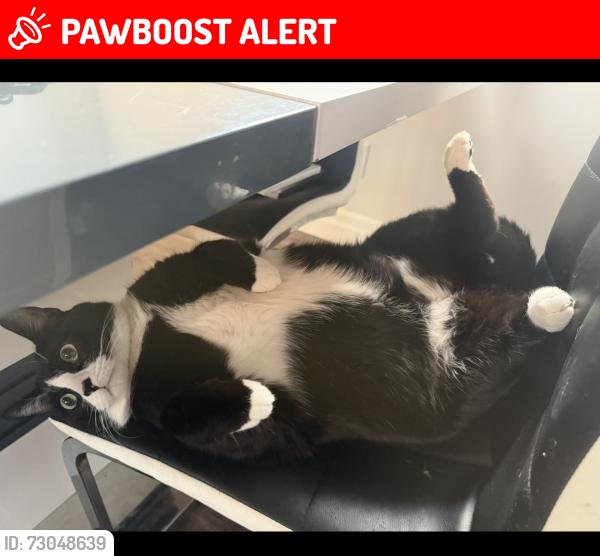 Lost Male Cat last seen Dollard, Greater Sudbury, ON P3A