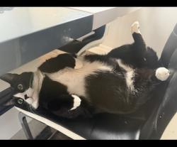 Lost Male Cat last seen Dollard, Greater Sudbury, ON P3A