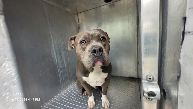 Shelter Stray Male Dog last seen Near BLOCK PURITAN ST, DETROIT MI 48203, 7401 Chrysler Dr, Detroit, MI 48211, USA