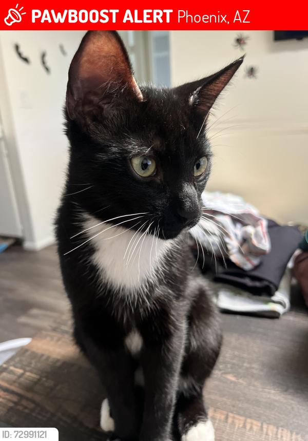 Lost Male Cat last seen 24th st/mcdowell, Phoenix, AZ 85008
