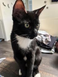 Lost Male Cat last seen 24th st/mcdowell, Phoenix, AZ 85008