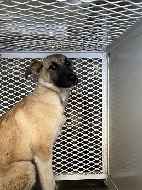 Shelter Stray Female Dog last seen Near BLOCK E WILSON RD, BAKERSFIELD CA 93307, 3951 Fruitvale Ave, Bakersfield, CA 93308, USA