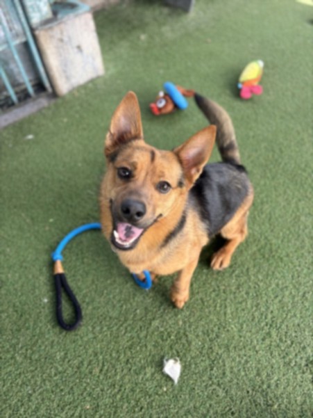 Shelter Stray Male Dog last seen , 11361 W Pico Blvd, Los Angeles, CA 90064, USA