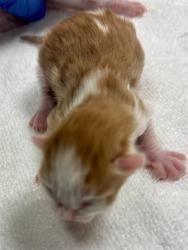 Shelter Stray Unknown Cat last seen Near BLOCK W 3500, 4522 W 3500 S, West Valley City, UT 84120, USA