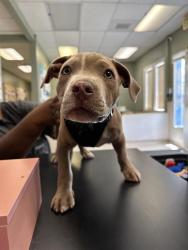 Shelter Stray Male Dog last seen Near BLK E ANAHEIM ST, LONG BEACH, CA 90804, 7700 E Spring St, Long Beach, CA 90815, USA