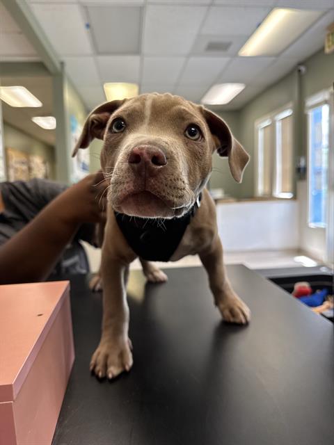 Shelter Stray Male Dog last seen Near BLK E ANAHEIM ST, LONG BEACH, CA 90804, 7700 E Spring St, Long Beach, CA 90815, USA