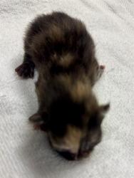 Shelter Stray Unknown Cat last seen Near BLOCK W 3500, 4522 W 3500 S, West Valley City, UT 84120, USA
