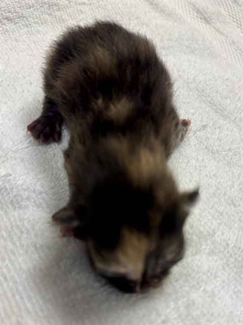 Shelter Stray Unknown Cat last seen Near BLOCK W 3500, 4522 W 3500 S, West Valley City, UT 84120, USA