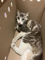 Shelter Stray Male Cat last seen Near BLOCK BLCK W MOUNTAIN VIEW ST, LONG BEACH, CA 90805, 7700 E Spring St, Long Beach, CA 90815, USA