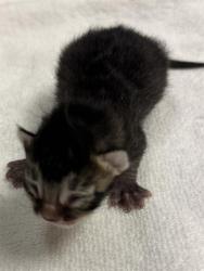 Shelter Stray Unknown Cat last seen Near BLOCK W 3500, 4522 W 3500 S, West Valley City, UT 84120, USA