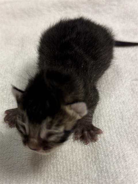 Shelter Stray Unknown Cat last seen Near BLOCK W 3500, 4522 W 3500 S, West Valley City, UT 84120, USA