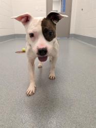 Shelter Stray Female Dog last seen Near, 2600 S Harding St, Indianapolis, IN 46221, USA