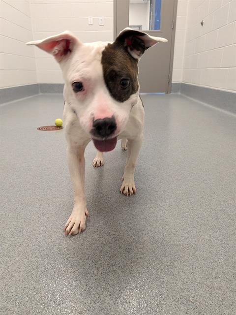 Shelter Stray Female Dog last seen Near, 2600 S Harding St, Indianapolis, IN 46221, USA