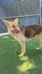 Shelter Stray Male Dog last seen Near BLK TRUXTUN AV BAKERSFIELD,CA, 201 S Mt Vernon Ave, Bakersfield, CA 93307, USA