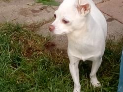 Lost Female Dog last seen Brinloor Blvd and Kingston Rd , Toronto, ON M1M 1L5