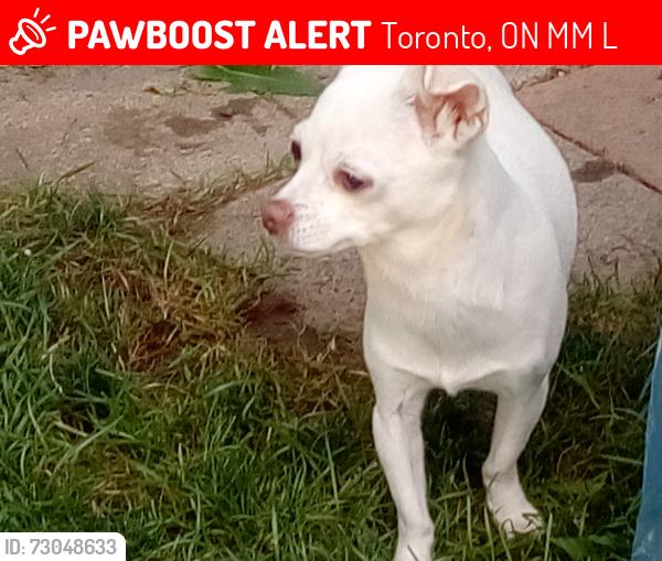 Lost Female Dog last seen Brinloor Blvd and Kingston Rd , Toronto, ON M1M 1L5