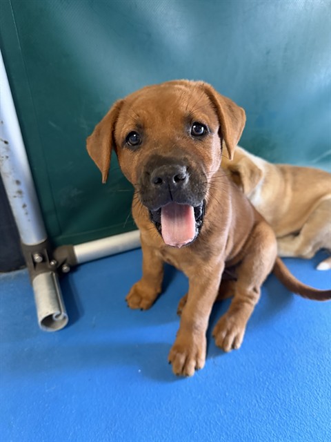 Shelter Stray Female Dog last seen EL RANCHO DR BAKERSFIELD, 201 S Mt Vernon Ave, Bakersfield, CA 93307, USA