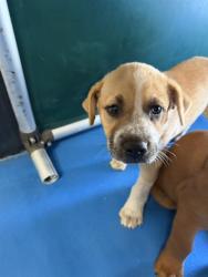 Shelter Stray Female Dog last seen NILES ST BAKERSFIELD, 201 S Mt Vernon Ave, Bakersfield, CA 93307, USA