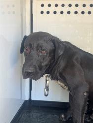 Shelter Stray Male Dog last seen Near BLK MT VERNON AV, BAKERSFIELD, CA, 201 S Mt Vernon Ave, Bakersfield, CA 93307, USA
