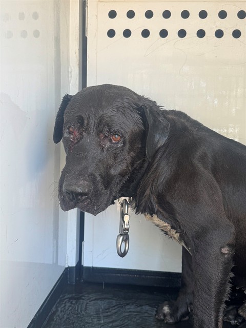 Shelter Stray Male Dog last seen Near BLK MT VERNON AV, BAKERSFIELD, CA, 201 S Mt Vernon Ave, Bakersfield, CA 93307, USA