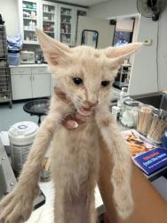 Shelter Stray Male Cat last seen , 201 S Mt Vernon Ave, Bakersfield, CA 93307, USA