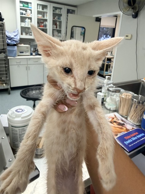 Shelter Stray Male Cat last seen , 201 S Mt Vernon Ave, Bakersfield, CA 93307, USA