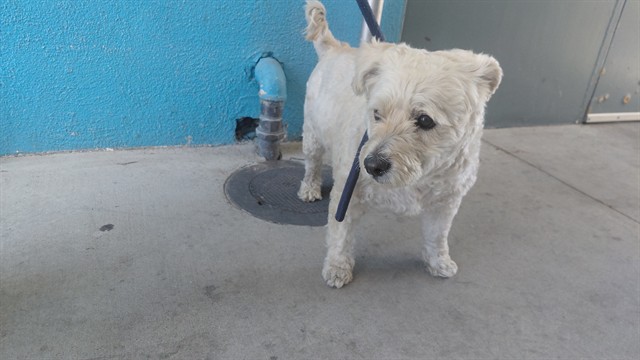 Shelter Stray Male Dog last seen , 4275 Elton St, Baldwin Park, CA 91706, USA