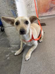 Shelter Stray Female Dog last seen N. KANSAS AVE. N. ILLINOIS AVE., 333 Chandler Pl, San Bernardino, CA 92408, USA