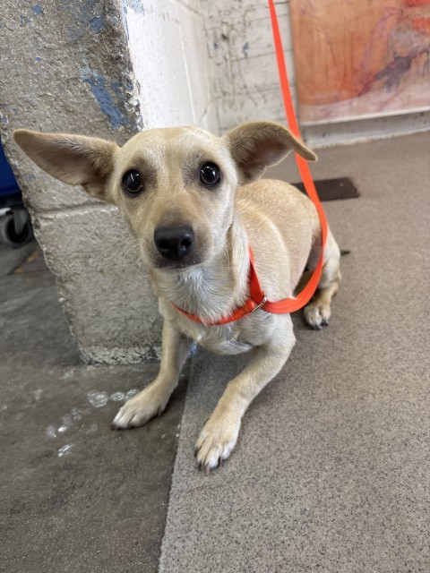 Shelter Stray Female Dog last seen N. KANSAS AVE. N. ILLINOIS AVE., 333 Chandler Pl, San Bernardino, CA 92408, USA